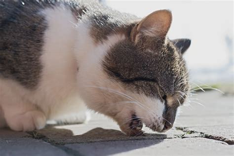 天竜すずかけ病院: なぜ猫は病院の屋根で踊るのか？