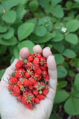 Wild Strawberries – Eine nostalgische Reise durch die Erinnerungen eines alten Professors!